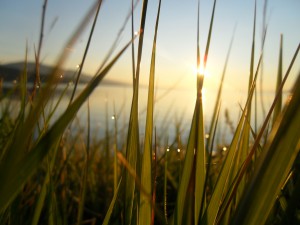 baikal-dawn-dew-grass-happiness-sunshine-rays-lake-fresh-greens-warm
