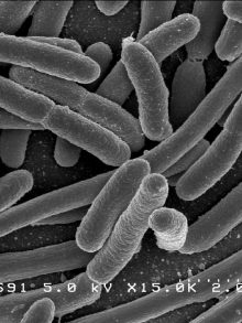 Il Microbiota umano: un coinquilino indispensabile